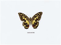 藏品(花鳳蝶)的圖片